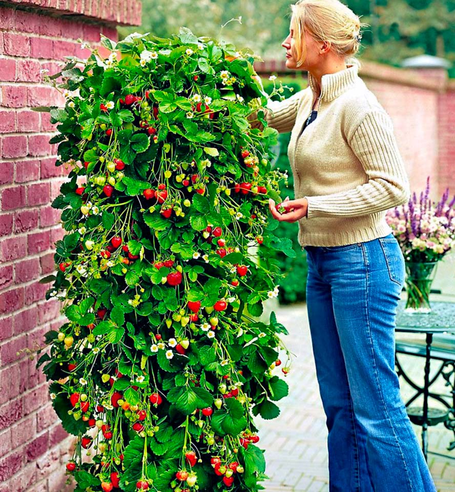 plant de fraisier bio