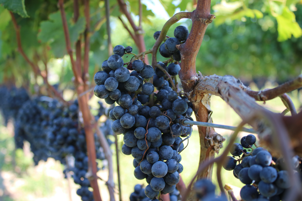 Acheter des vignes