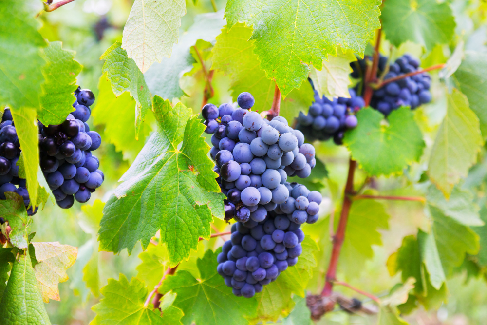 Acheter une parcelle de vigne
