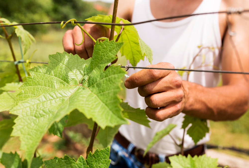 Acheter une vigne