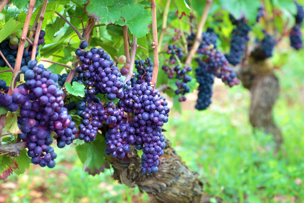 Plant de vigne bio