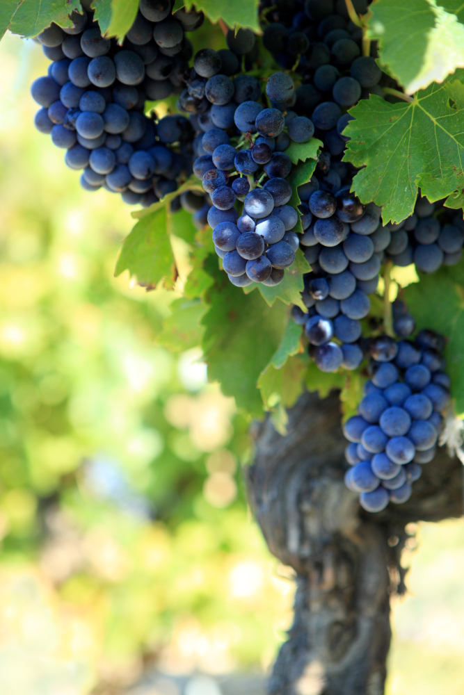 achat vigne