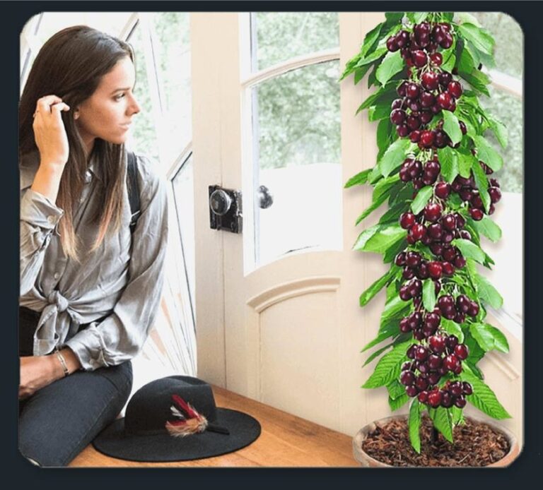 arbre fruitier grande taille cerise