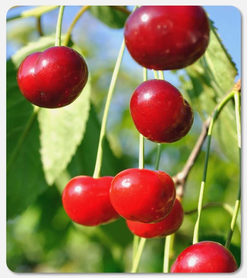 arbre fruitier grande taille fruits