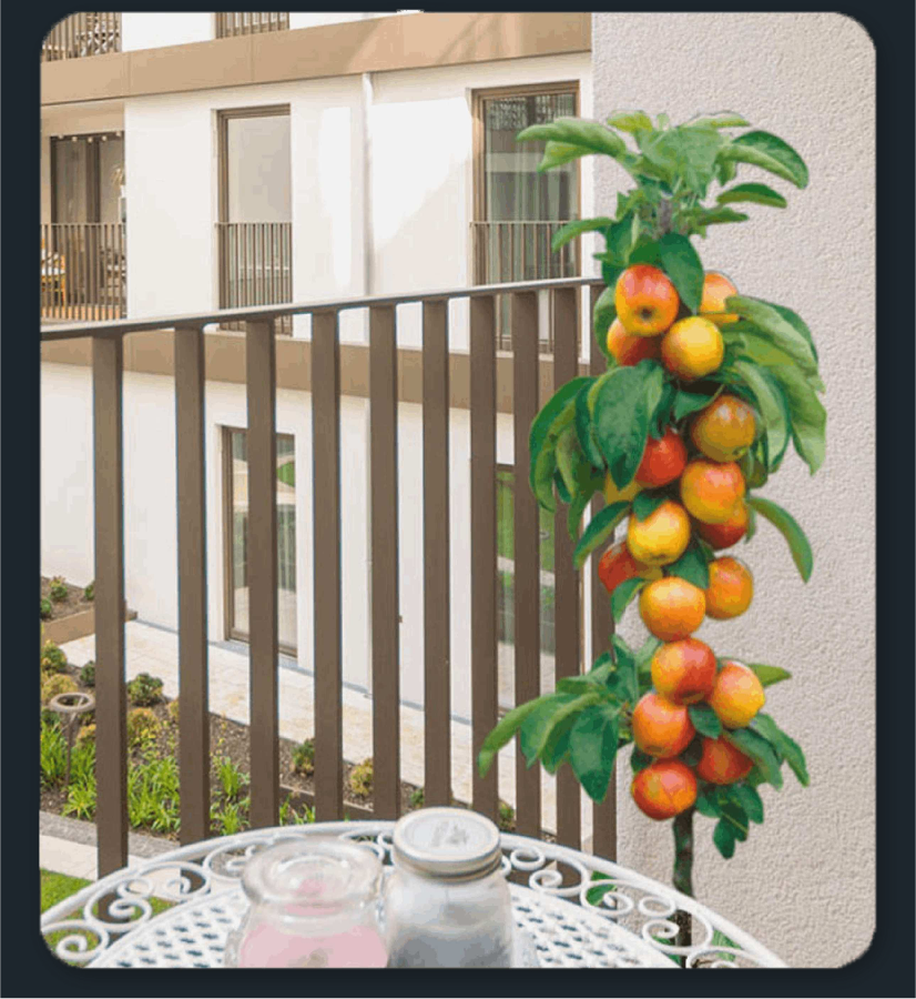 arbre fruitier grande taille terasse