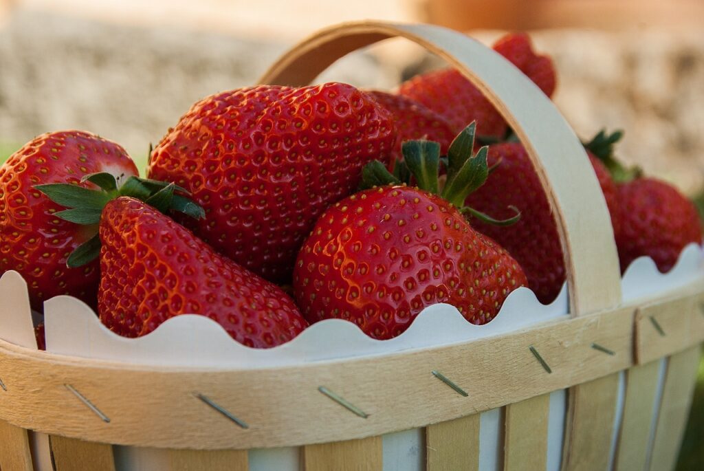 fraise bio