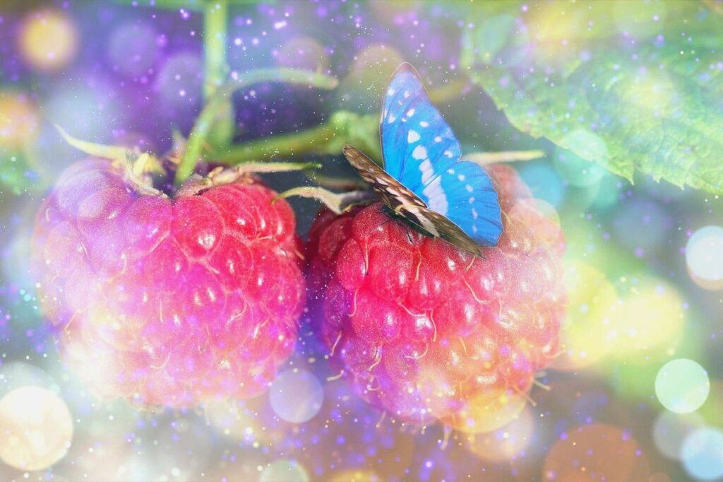 framboises bio