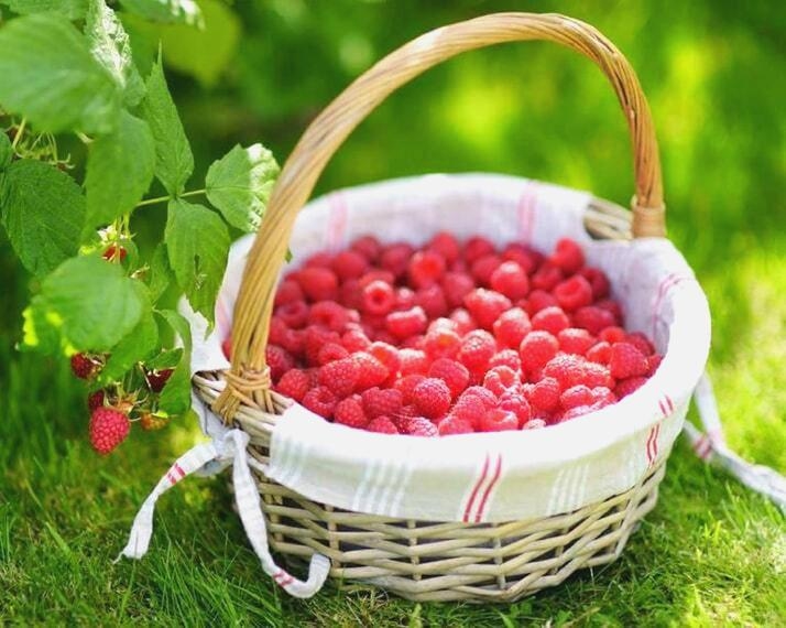 framboisier bio rouge