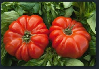grosse italienne
