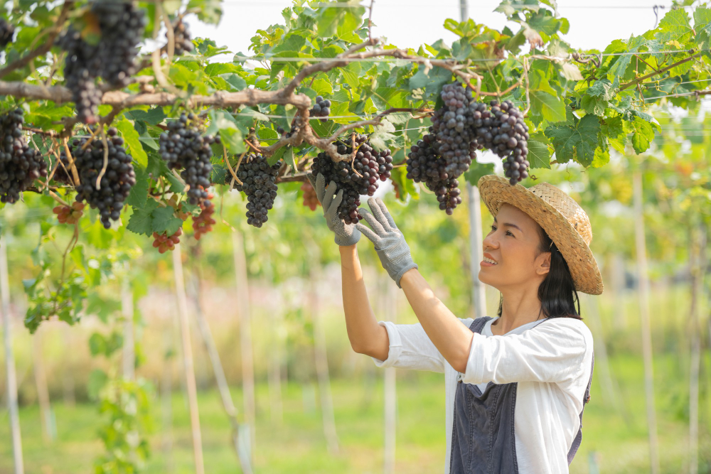 parcelle de vigne a vendre