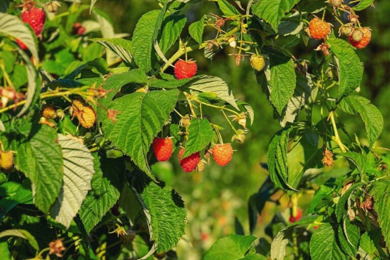 plant de framboisier bio