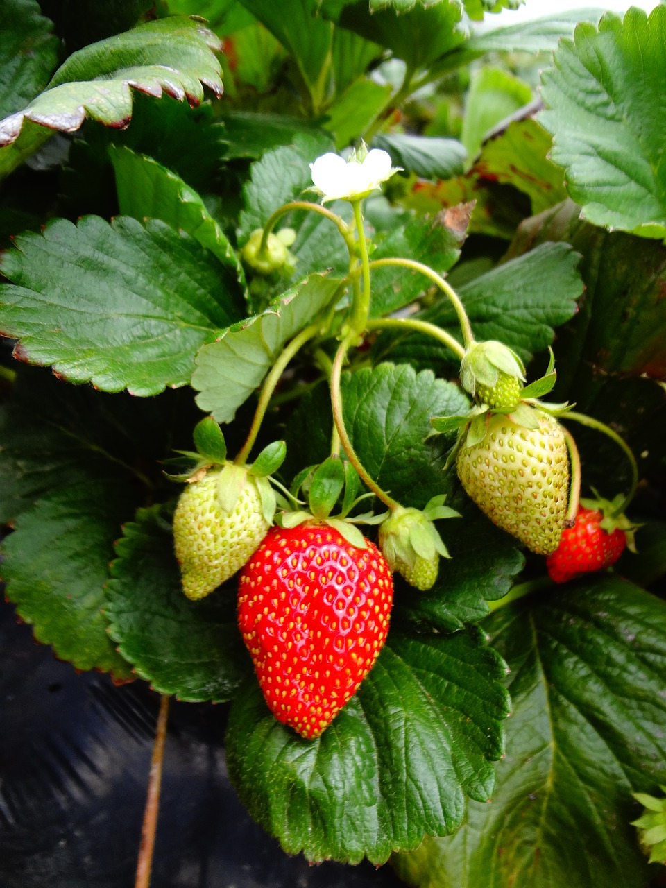 fraisier bio