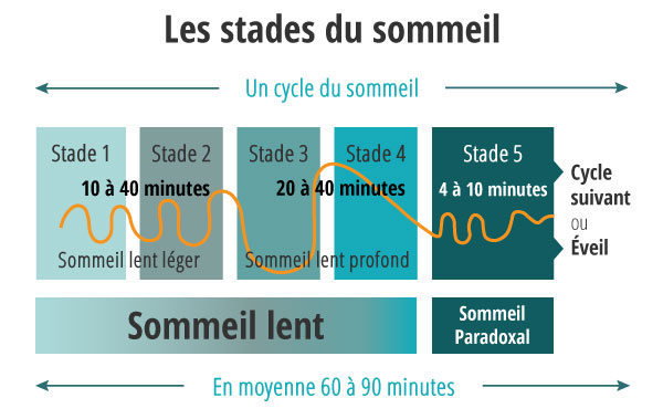 Cycle du sommeil