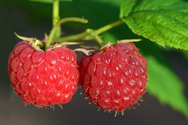 arbre fruitier provence framboise