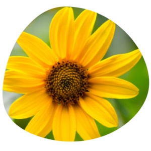 arnica