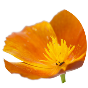 eschscholzia californica