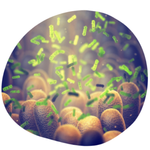 50 milliards de ferments lactiques