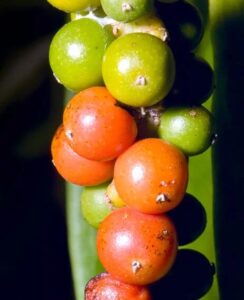 Extrait de fruit de Piper nigrum