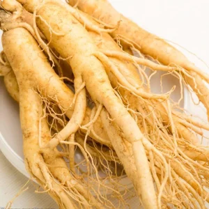 Extrait de racine de panax ginseng