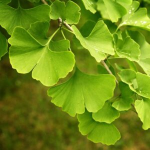 Ginkgo Biloba