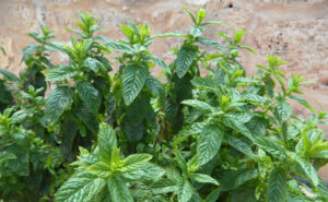 Huile d'herbe Mentha spicata