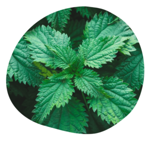 Urtica dioica