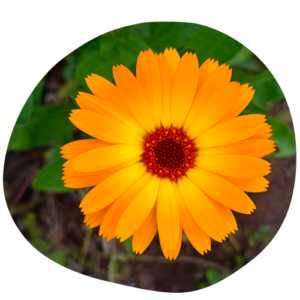 huile essentielle de Calendula