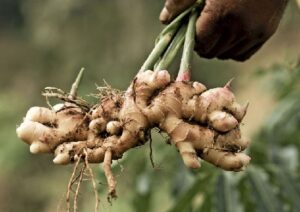 Rhizome de gingembre
