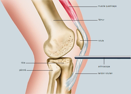 Anatomie genou tendons