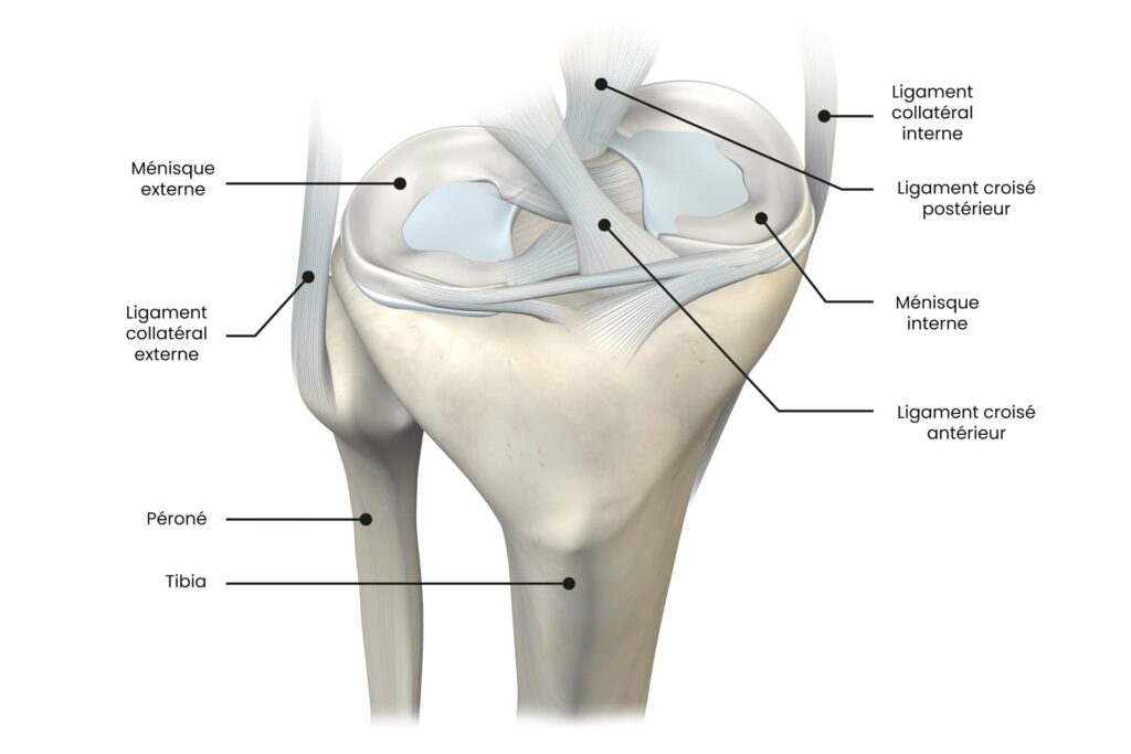anatomie genou ligament