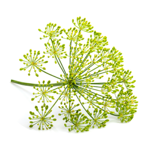 fenouil