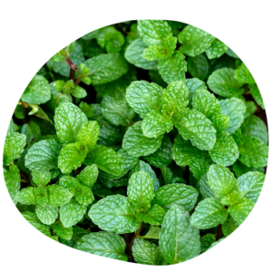 menthe poivrée