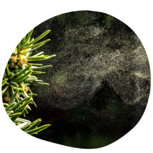 pollen