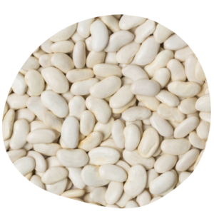 Haricot blanc