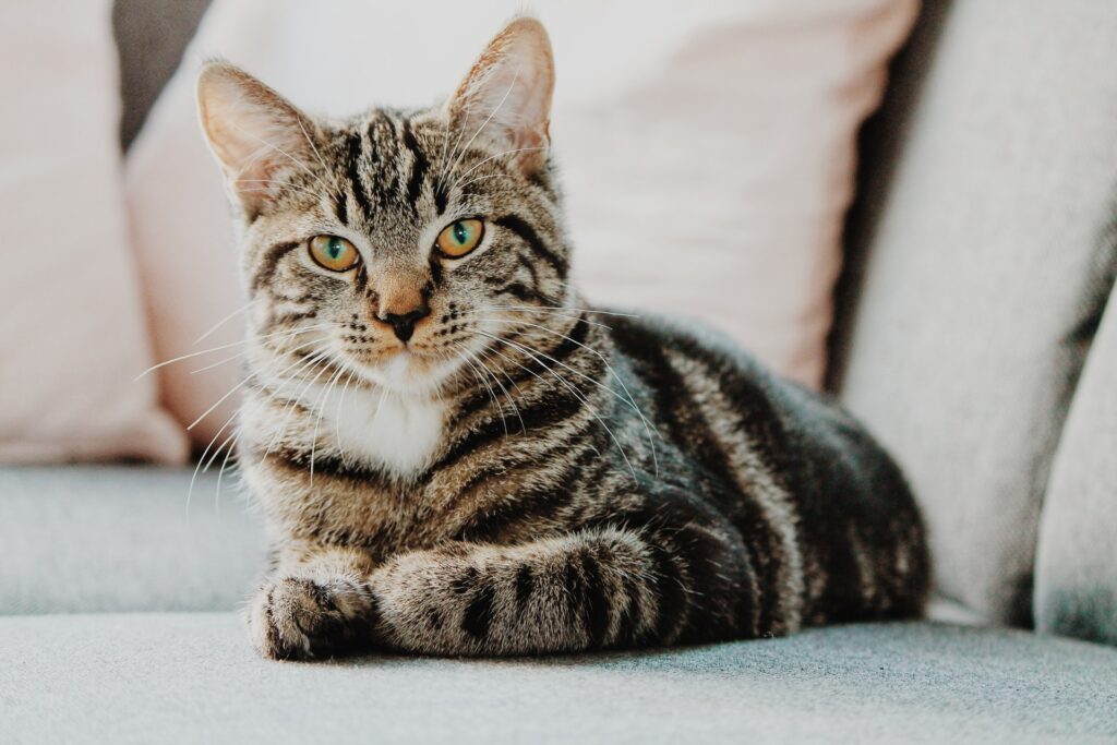 Pourquoi mon chat vomit depuis 3 jours ?
