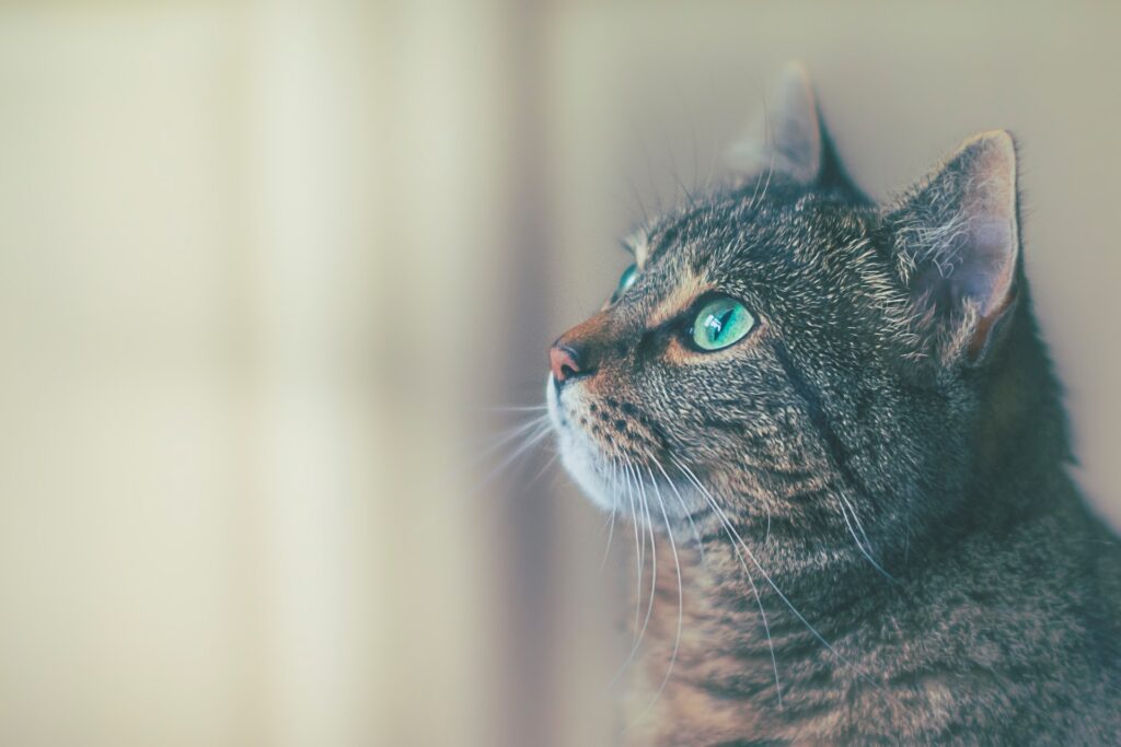 mon chat vomit du sang rose
