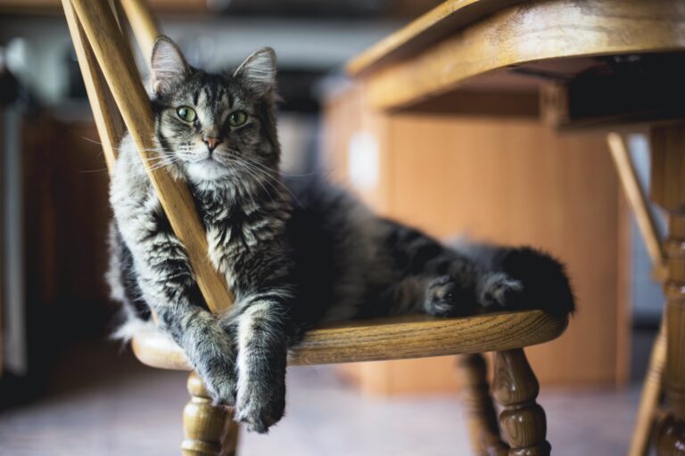 mon chat vomit du sang