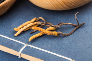 cordyceps