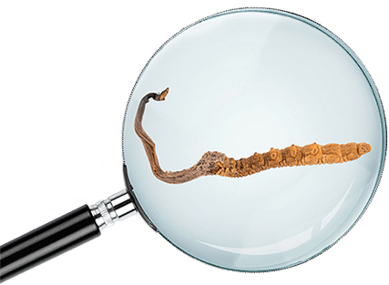 cordyceps