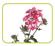Le pélargonium est une plante vivace originaire d’Afrique du Sud qui est utilisée depuis des siècles comme remède aux problèmes respiratoires en raison de ses propriétés apaisantes sur les voies respiratoires irritées. Son ingrédient actif, l’umckaloabo, aide à ouvrir les voies respiratoires obstruées en réduisant les spasmes causés par les allergies ou les crises d’asthme.