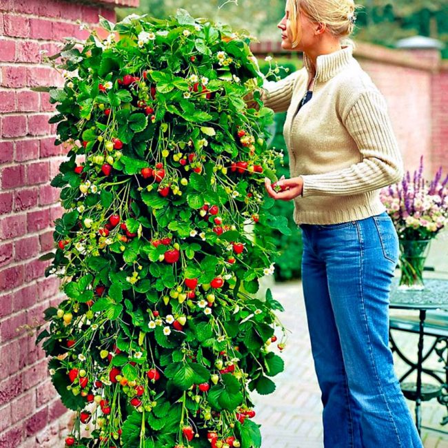 plant de fraisier bio plant de fraisier bio