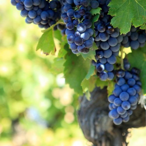 achat vigne achat vigne
