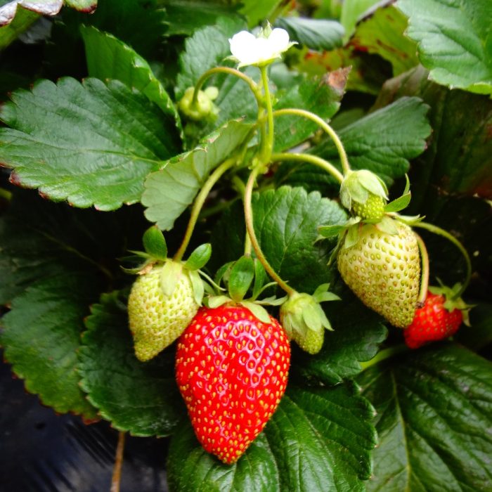 fraisier bio fraisier bio